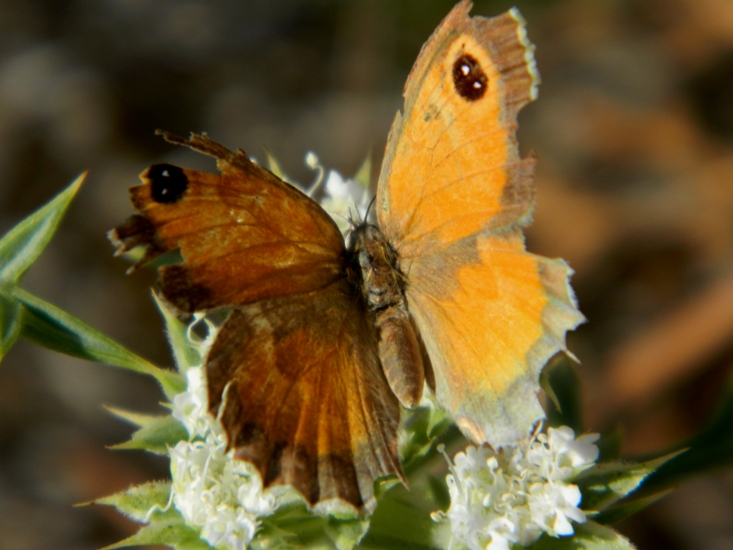 Pyronia (Idata) cecilia?